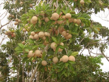 ماساراندوبا